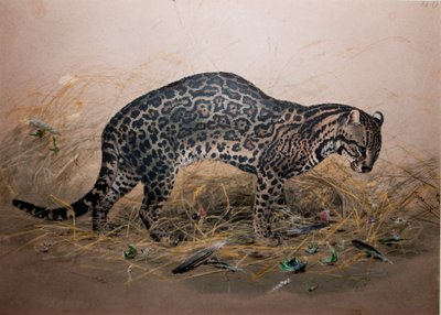 The Painted Ocelot (Felis picta), c.1850 by Joseph Wolf